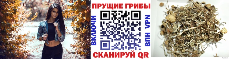darknet наркотические препараты  Королёв  Псилоцибиновые грибы Cubensis 